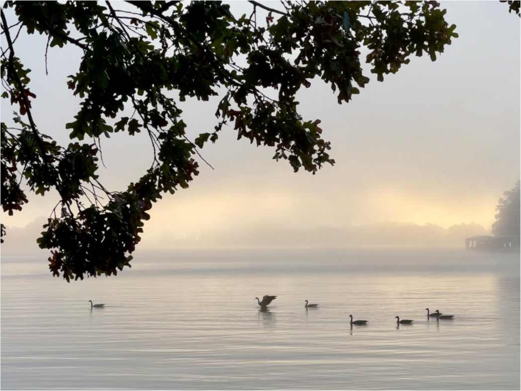 Main image Geese at Sunrise