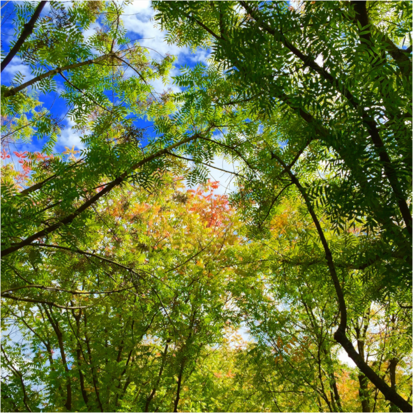 Main image First of Fall