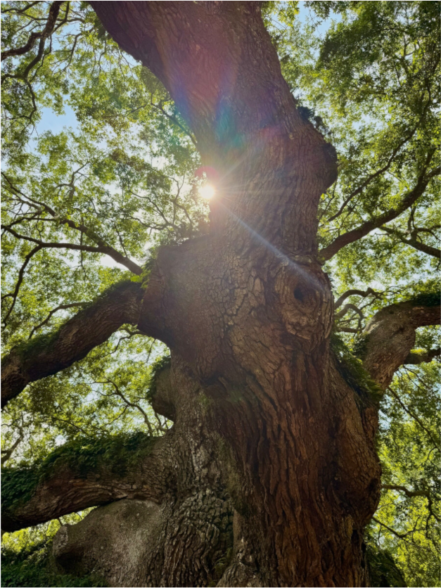 Main image Angel Oak