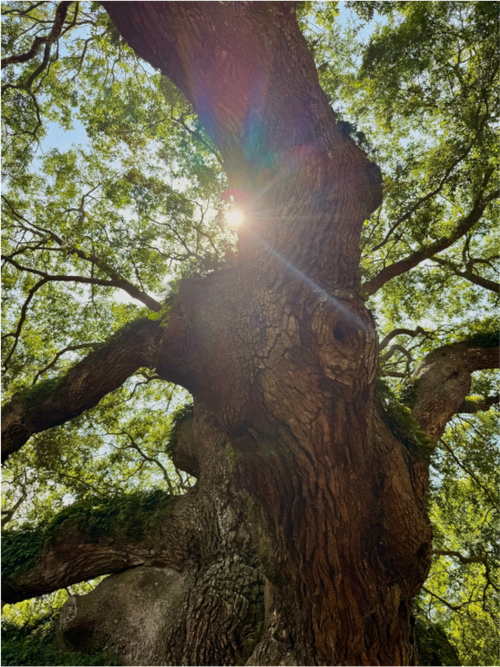 Main image Angel Oak
