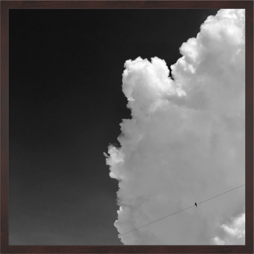 Main image Bird on a Wire