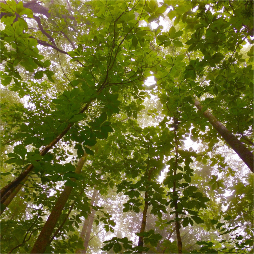 Main image Tree Canopy
