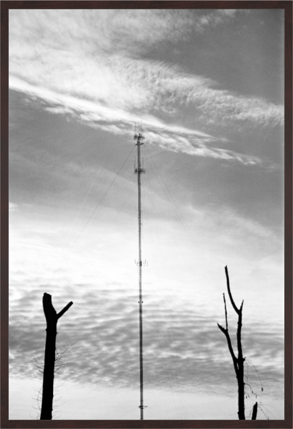 Main image Antenna and Trees