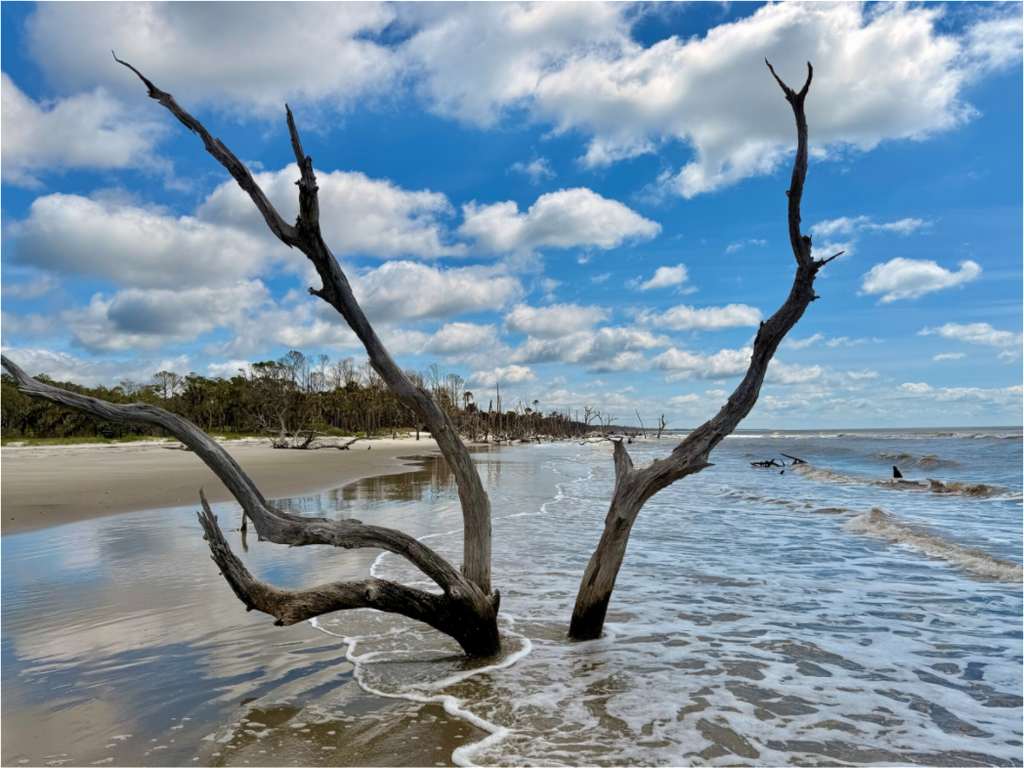 Main image Tree at Capers Island