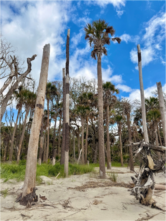 Main image Trees at Capers Island