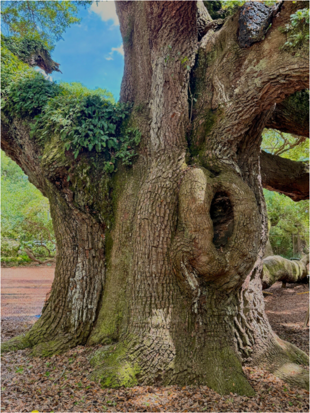 Main image Angel Oak