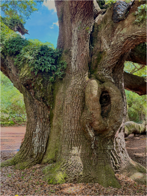 Main image Angel Oak