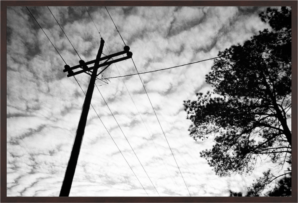 Main image Lines and Pine Tree