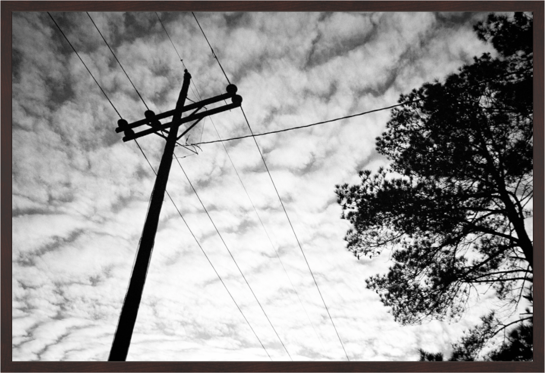 Main image Lines and Pine Tree