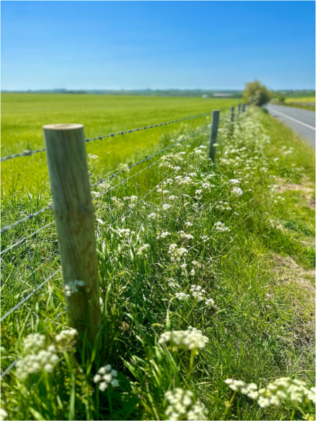 Main image A Fenceline in Salisbury