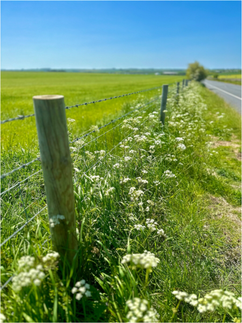 Main image A Fenceline in Salisbury