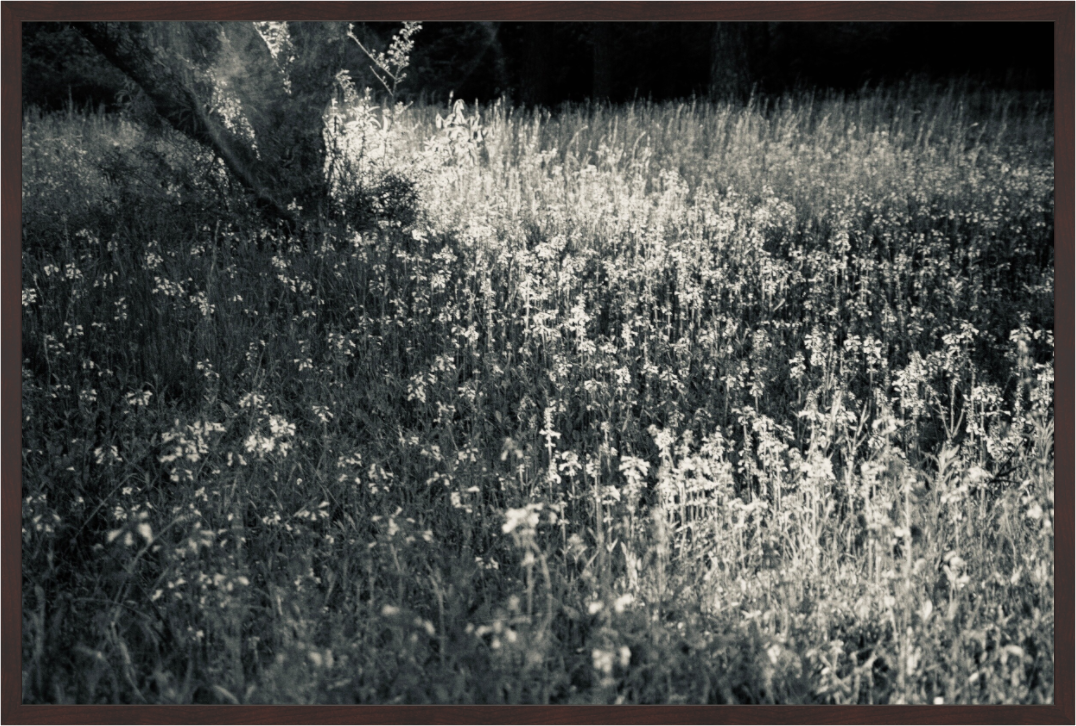 Main image Sunlit Field