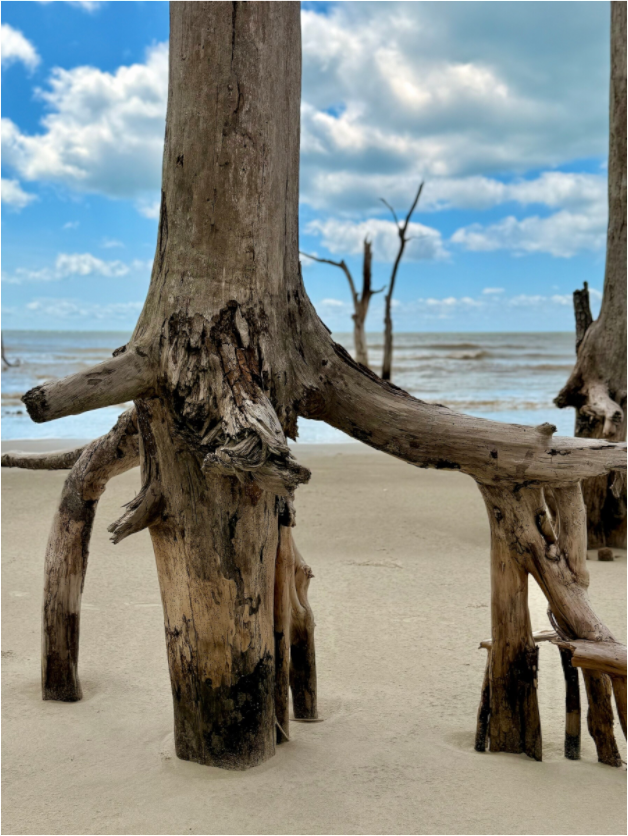 Main image Tree at Capers Island