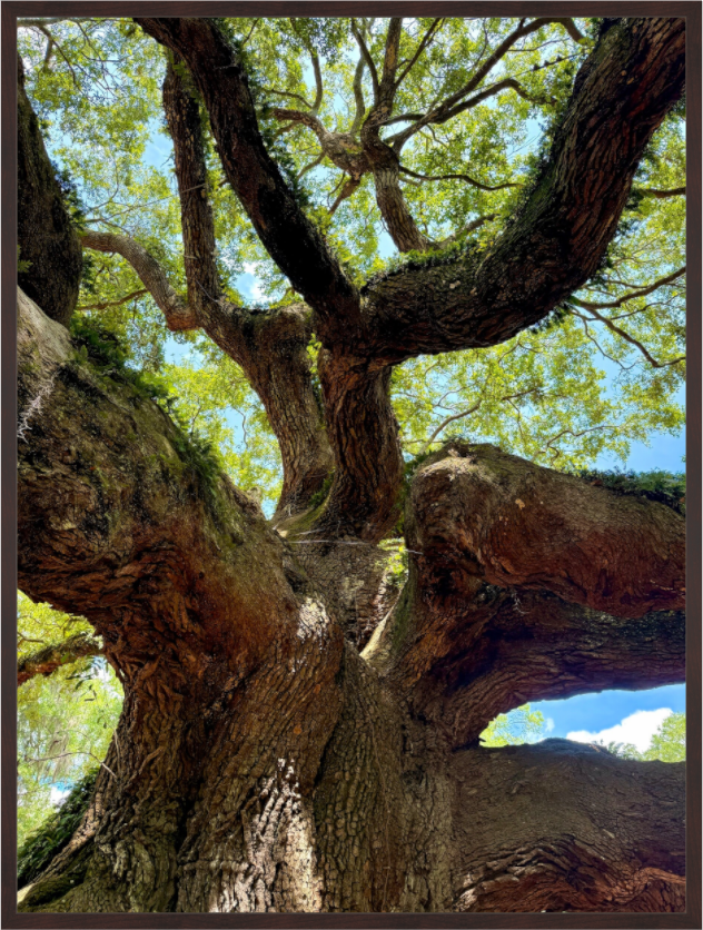 Main image Angel Oak