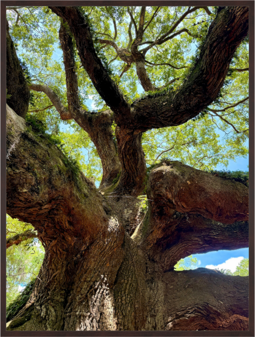 Main image Angel Oak