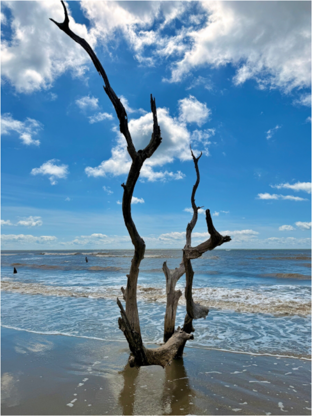 Main image Tree at Capers Island