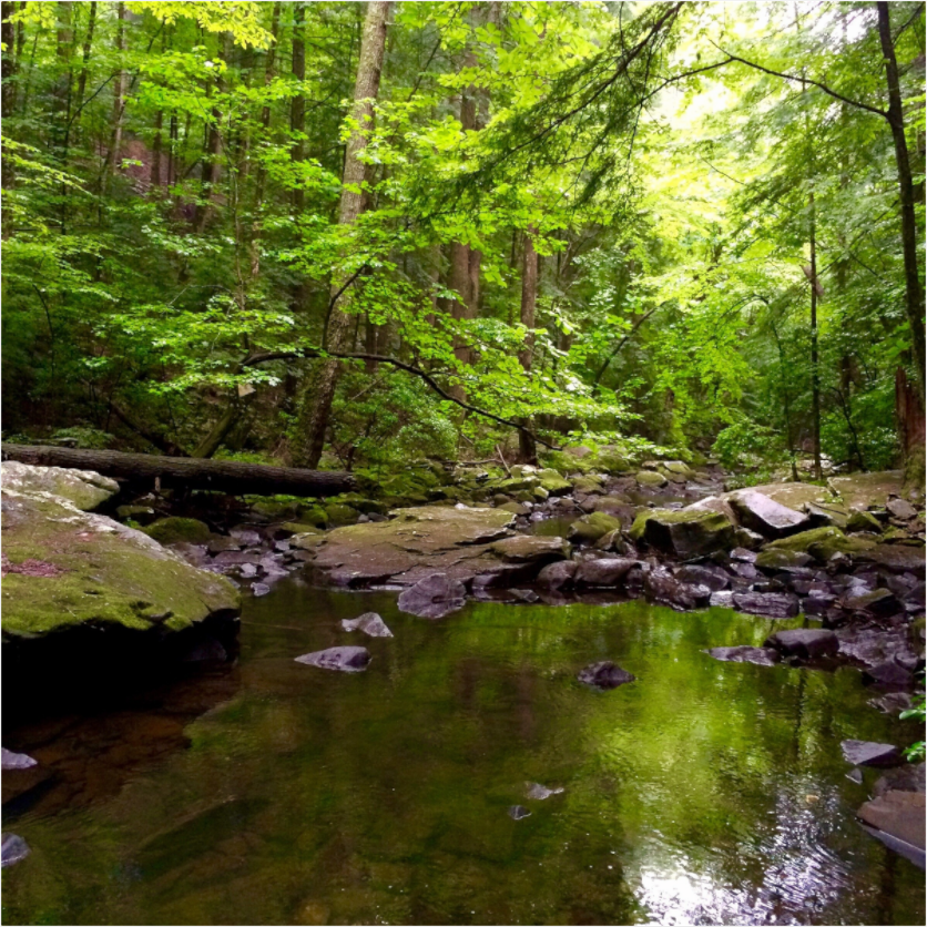 Main image Stream Near Foster Falls