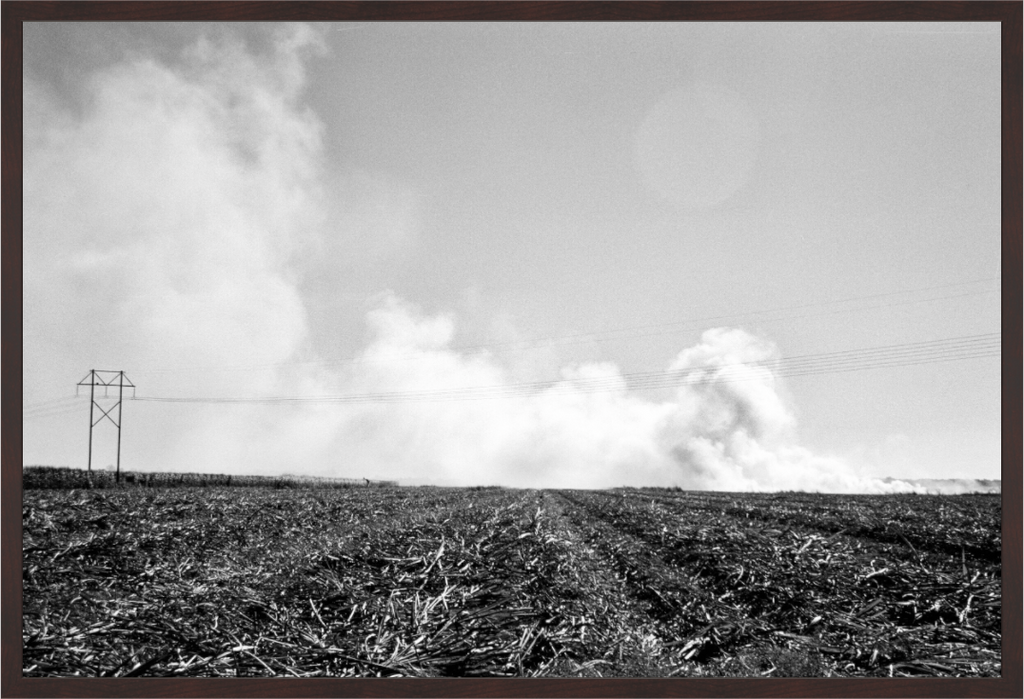 Main image Sugar Cane Field, Burning