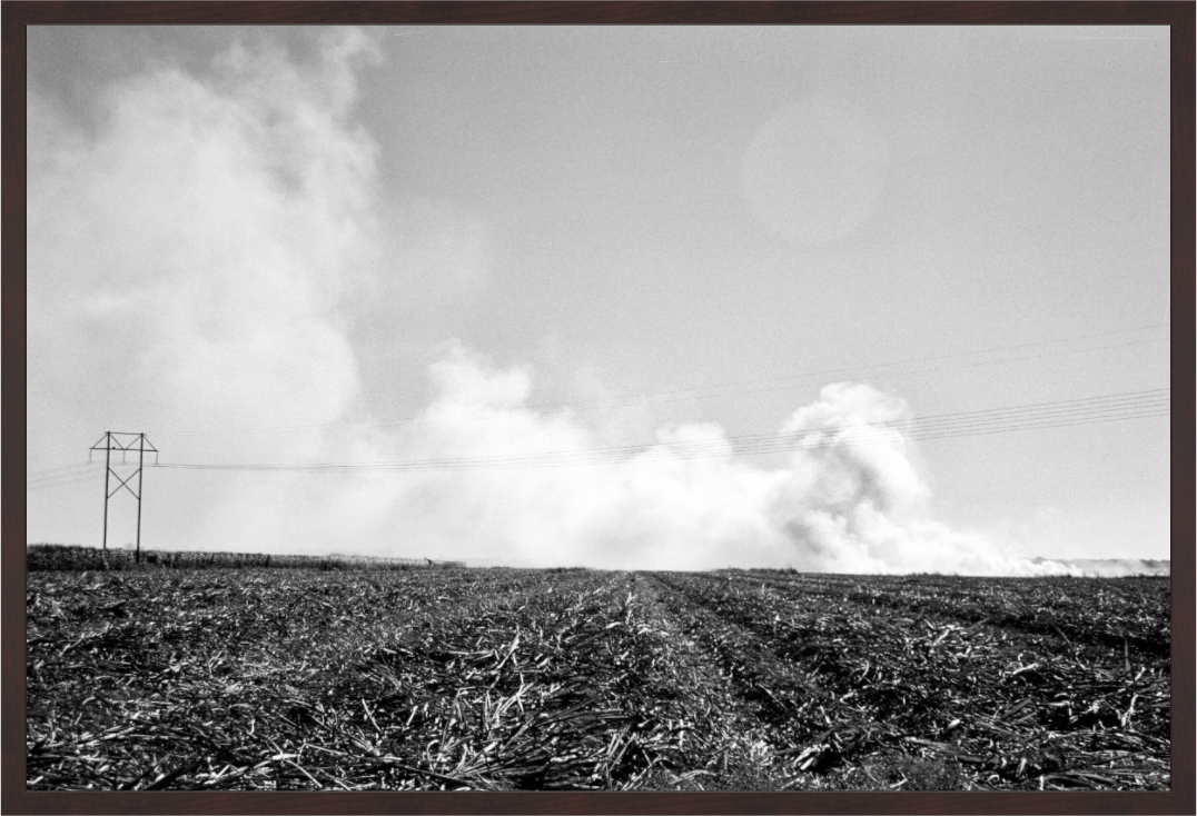 Main image Sugar Cane Field, Burning