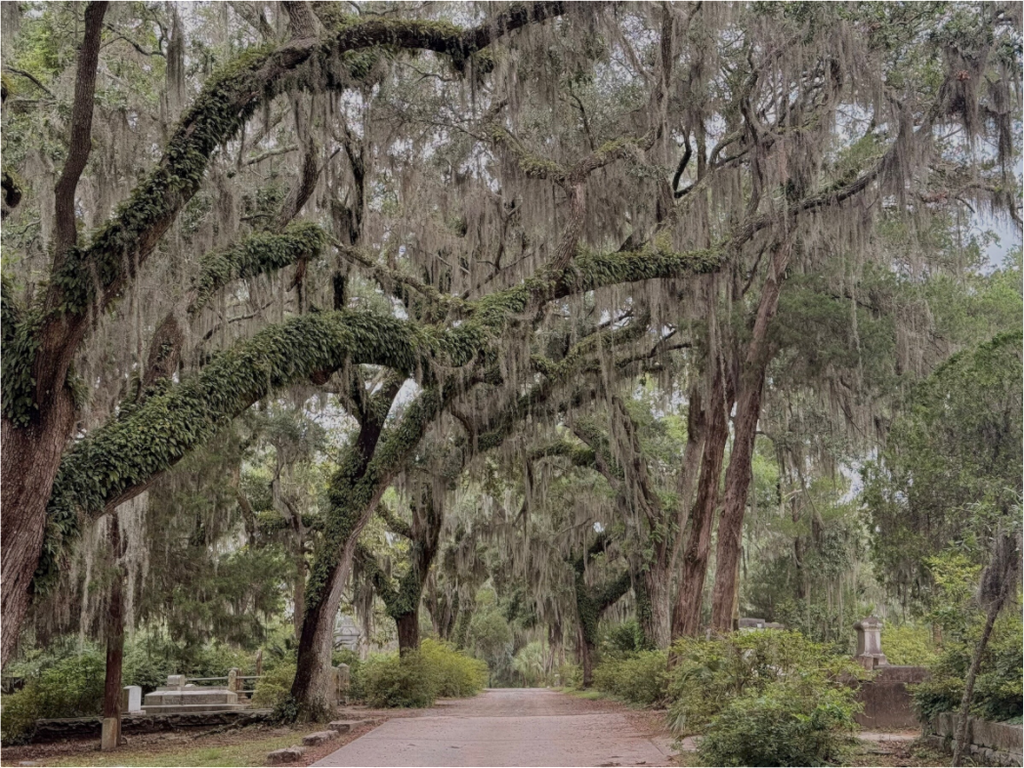 Main image Oak Tunnel at Bonaventure Cemetery