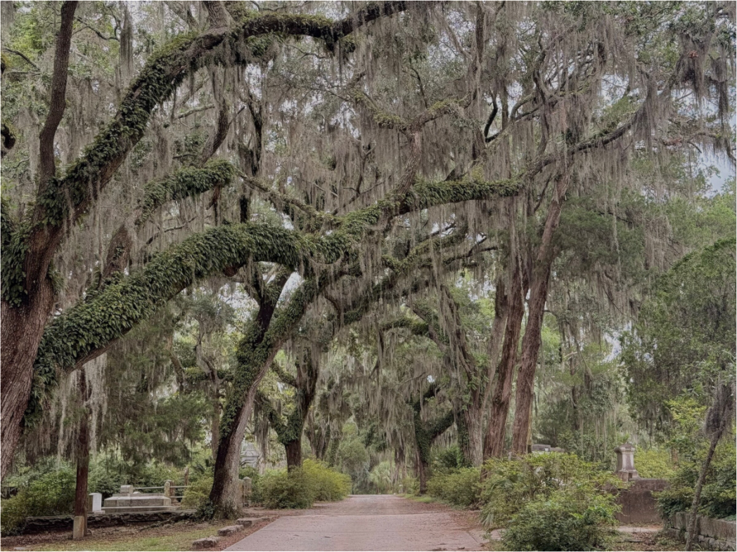 Main image Oak Tunnel at Bonaventure Cemetery