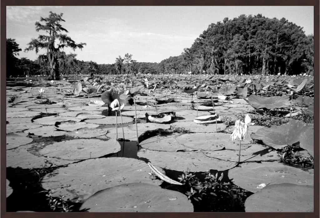 Main image Caddo Lake