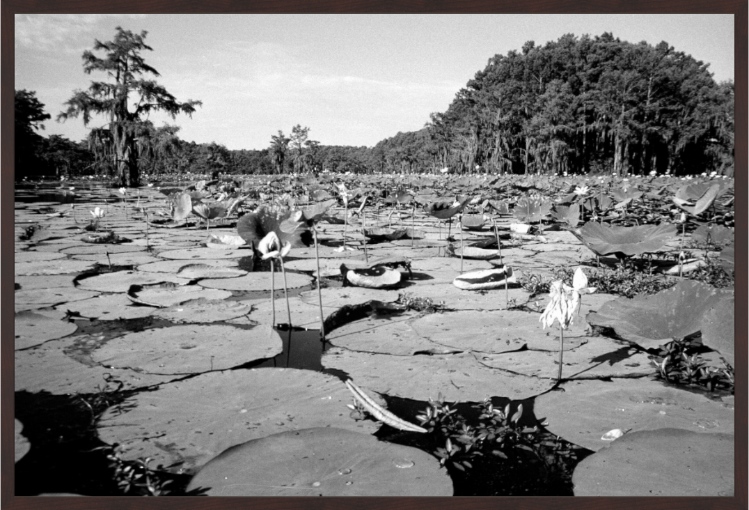 Main image Caddo Lake