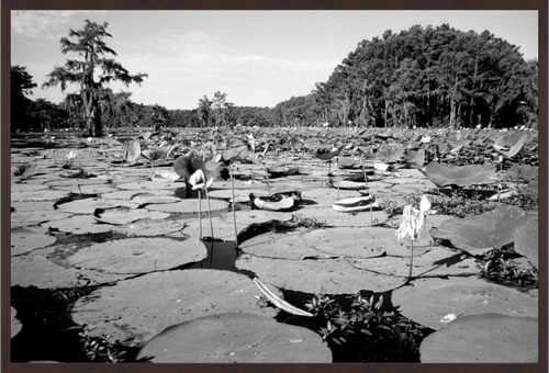 Main image Caddo Lake