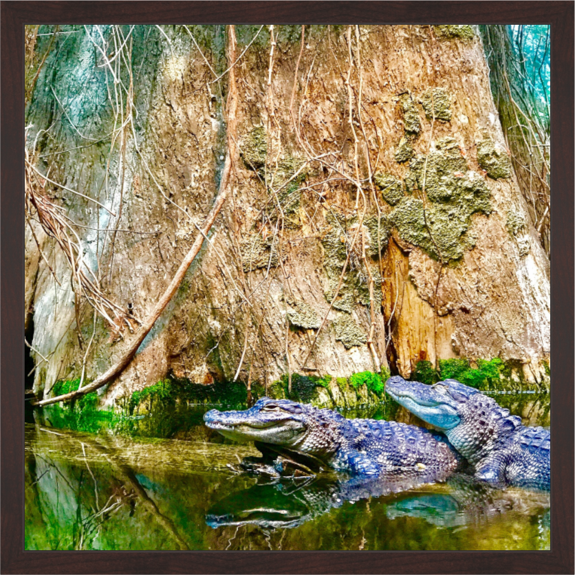 Main image Alligators