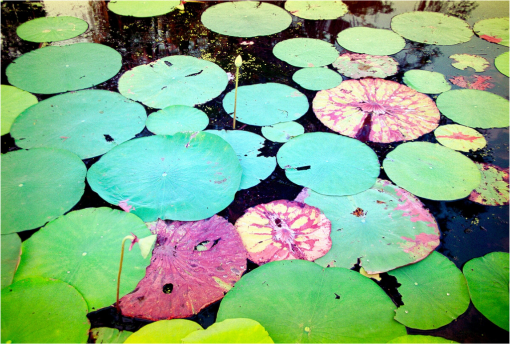 Main image Lilly Pads