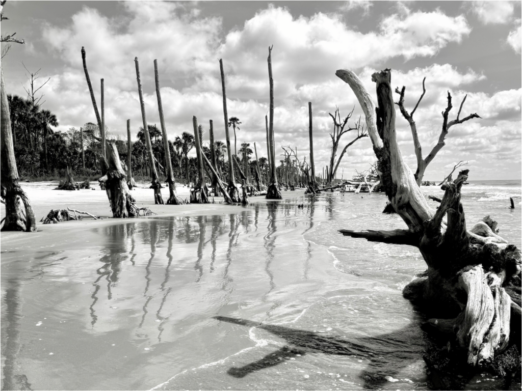 Main image Trees at Capers Island
