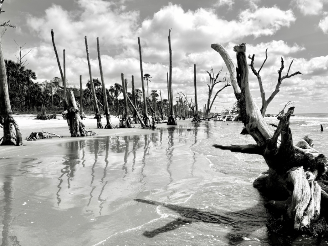 Main image Trees at Capers Island
