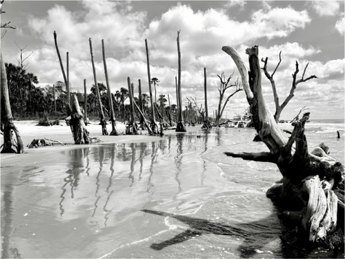 Main image Trees at Capers Island
