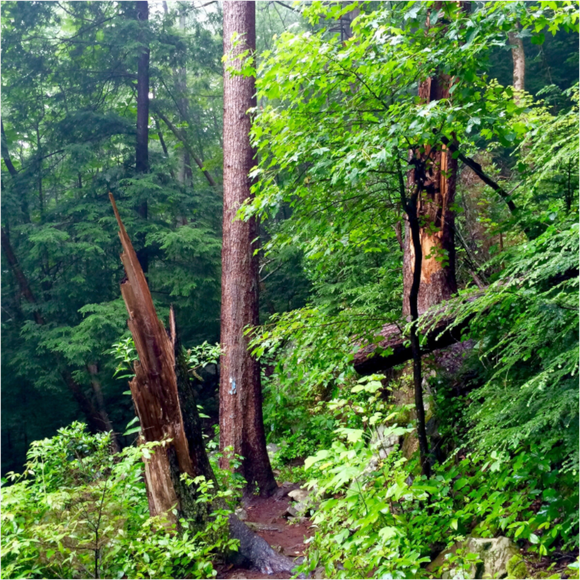 Main image Tree Stumps