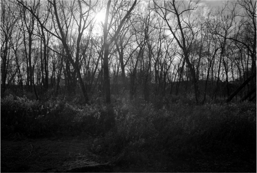 Main image Sunlight Through Trees