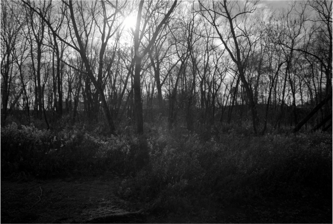 Main image Sunlight Through Trees