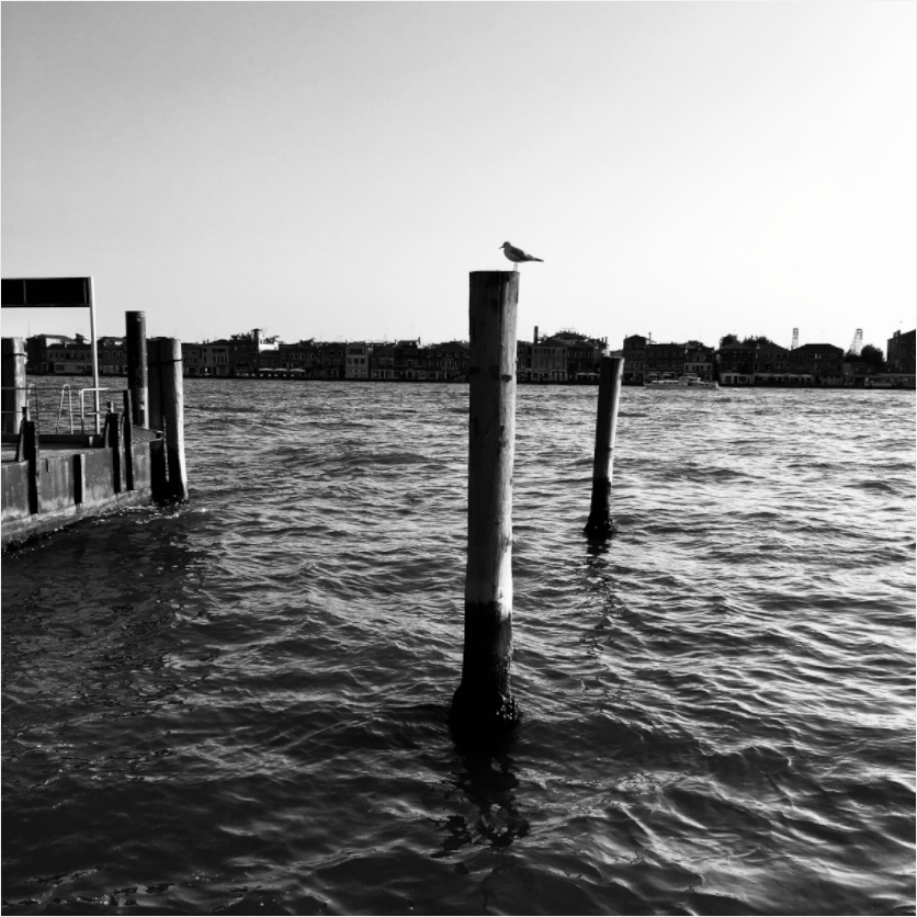 Main image Seagull on Guidecca Canal