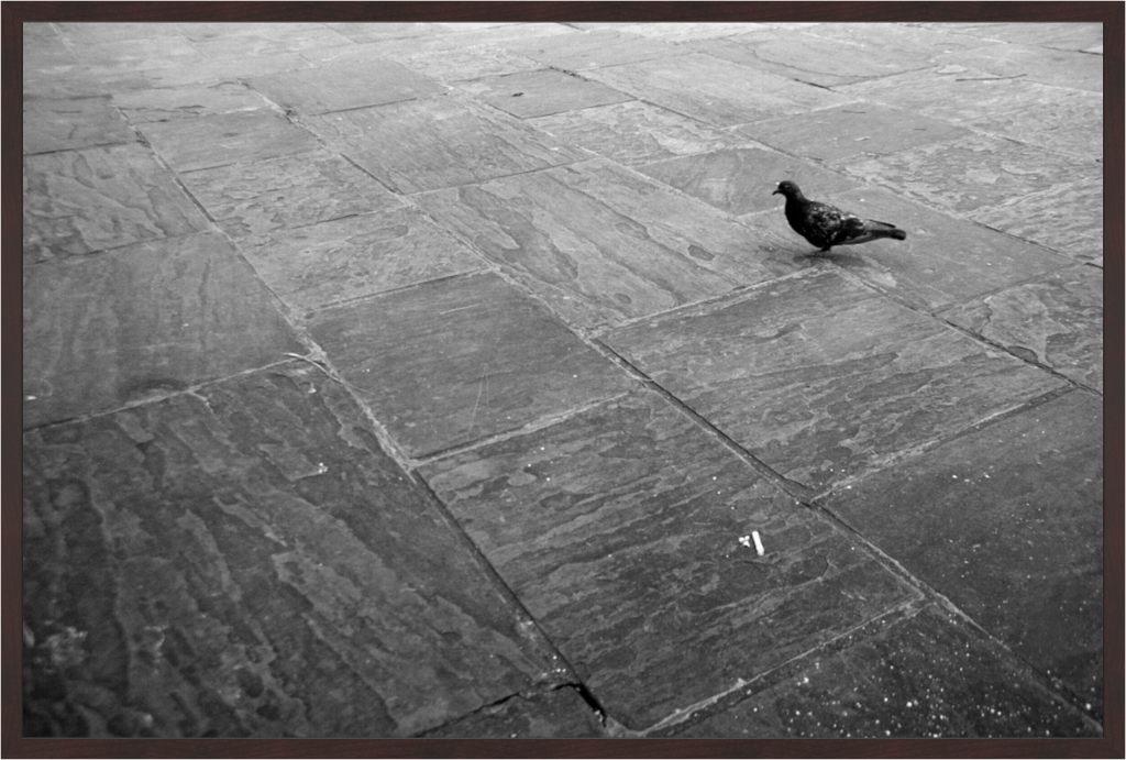 Main image Pigeon