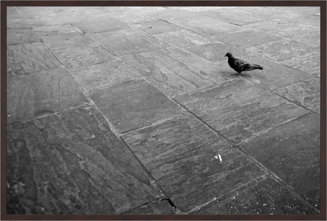 Main image Pigeon