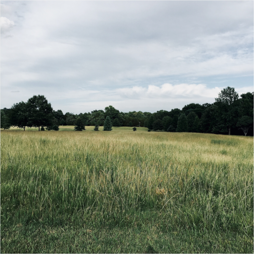 Main image Field at Long Hunter State Park