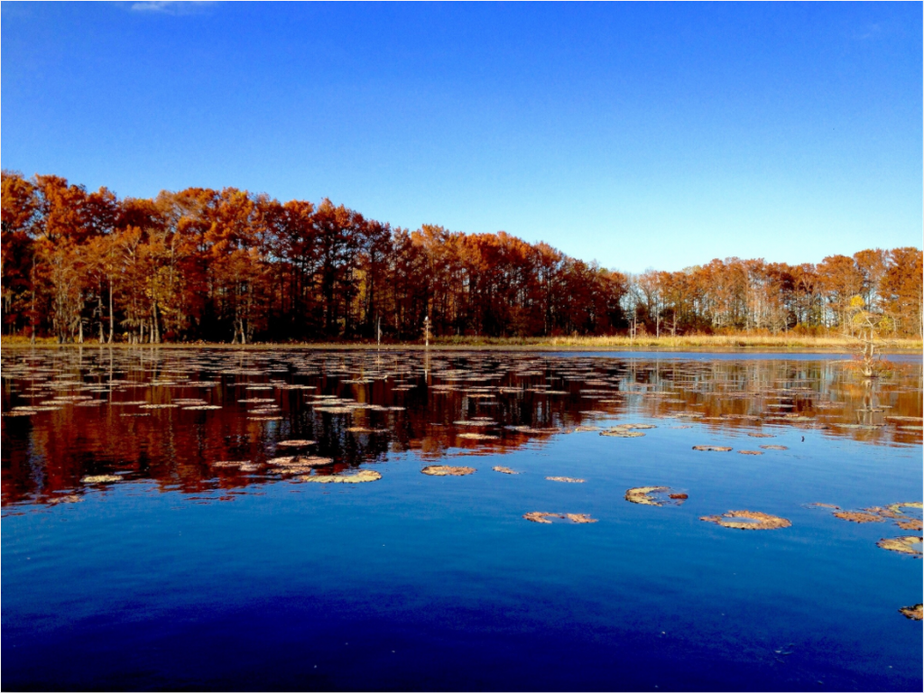 Main image Black Bayou