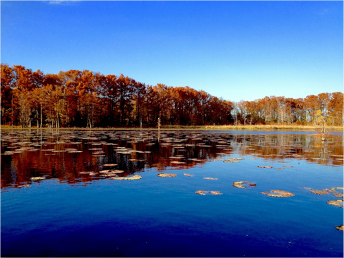 Main image Black Bayou