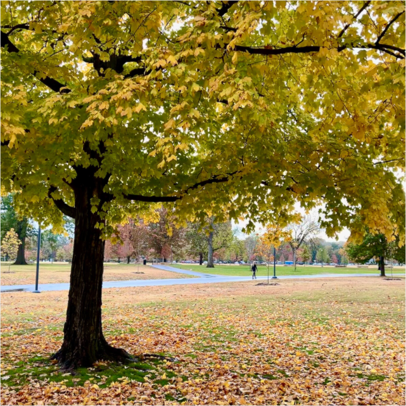 Main image A Tree In Centennial Park