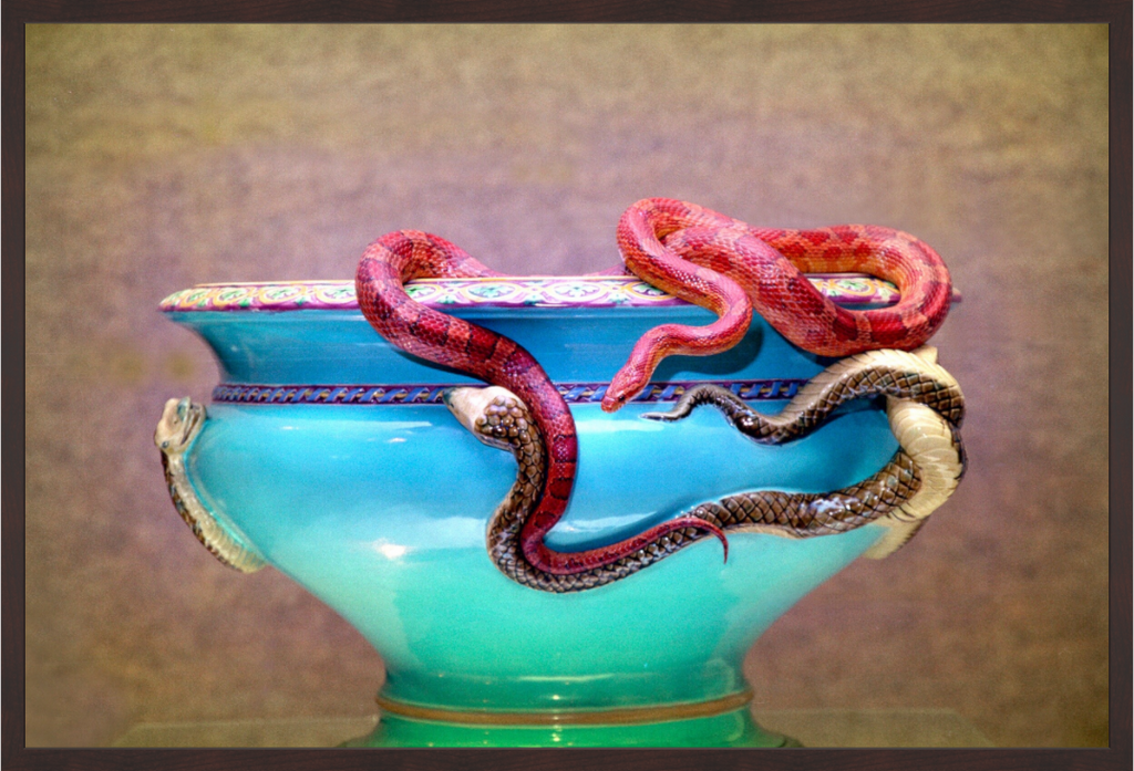Main image Jardinière with Corn Snake