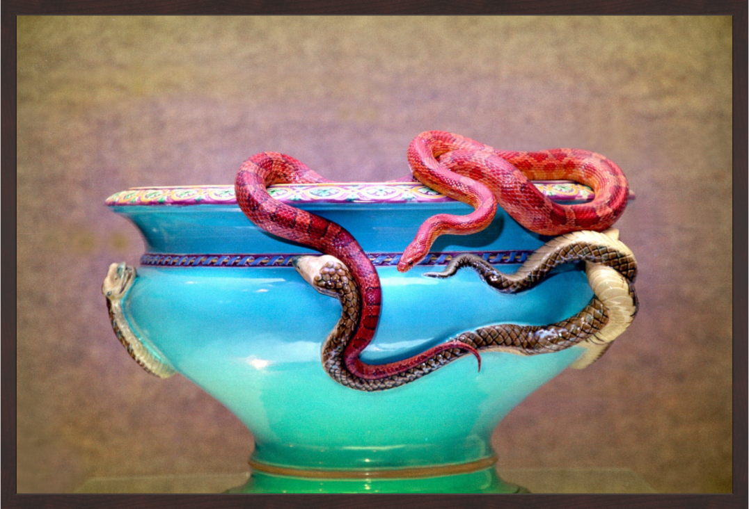Main image Jardinière with Corn Snake