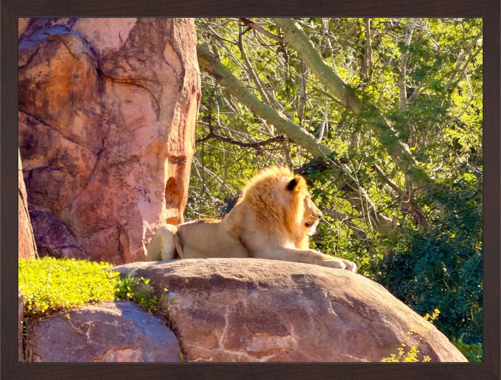 Main image Lion