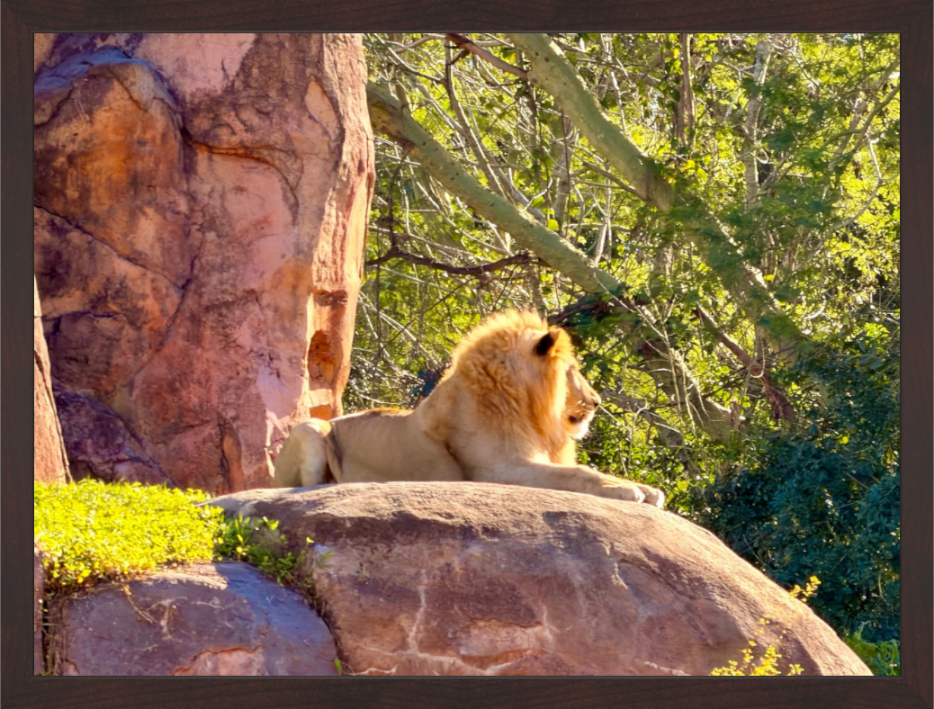 Main image Lion