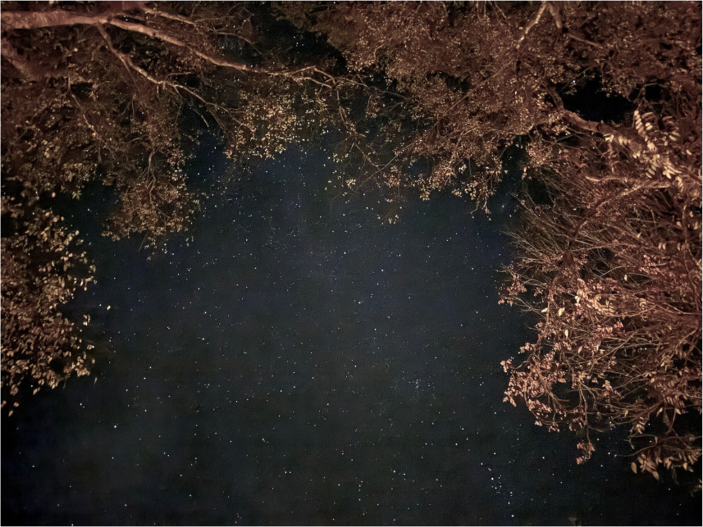 Main image Trees and Night Sky