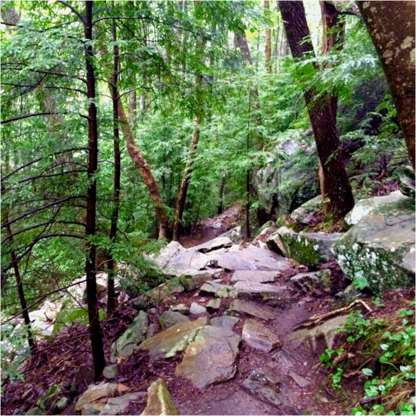 Main image On a Trail Near Foster Falls