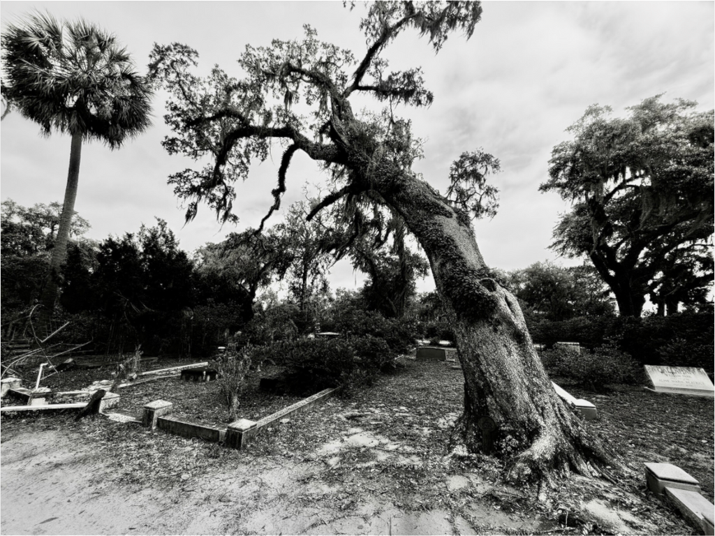 Main image Tree at Bonaventure Cemetery